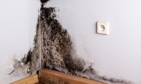 Mold on wall